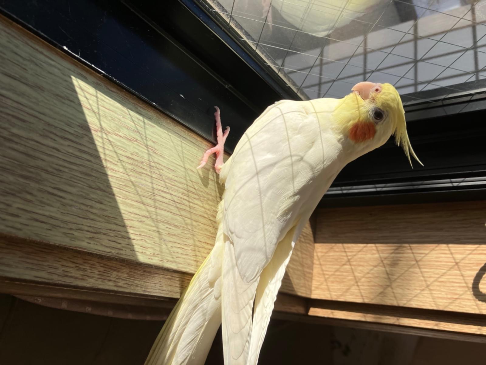 ルーちゃん ルーちゃん