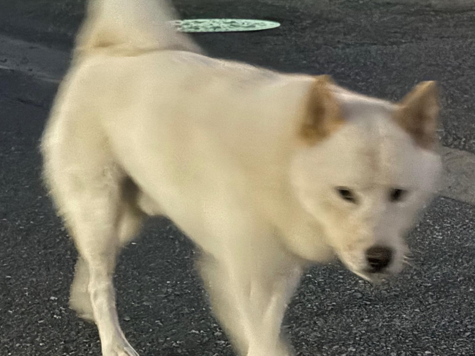 保護された犬 保護された犬