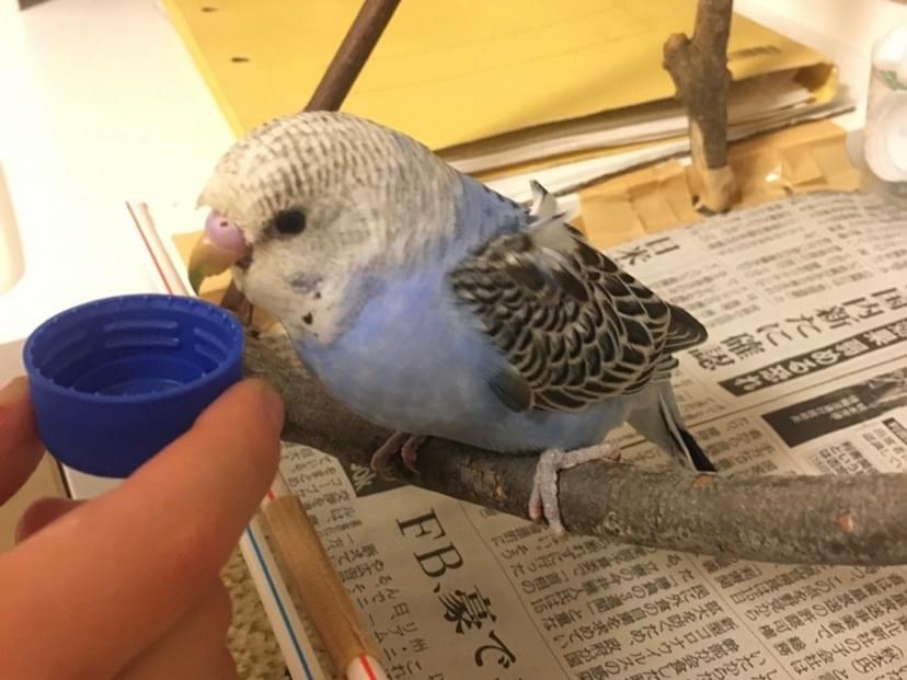 うゆちゃん うゆちゃん