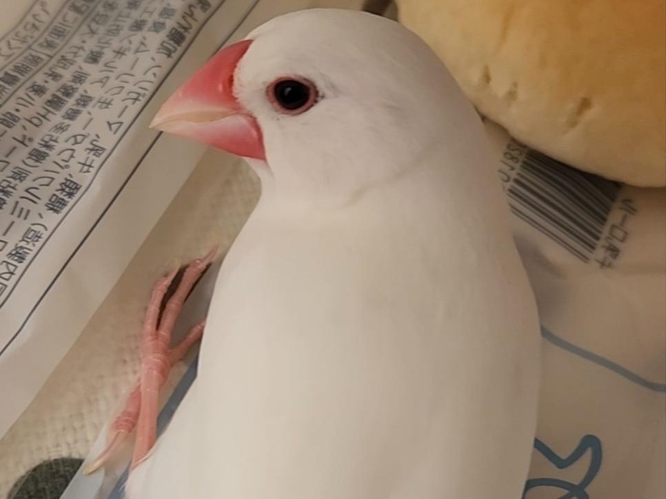 ラウちゃん ラウちゃん