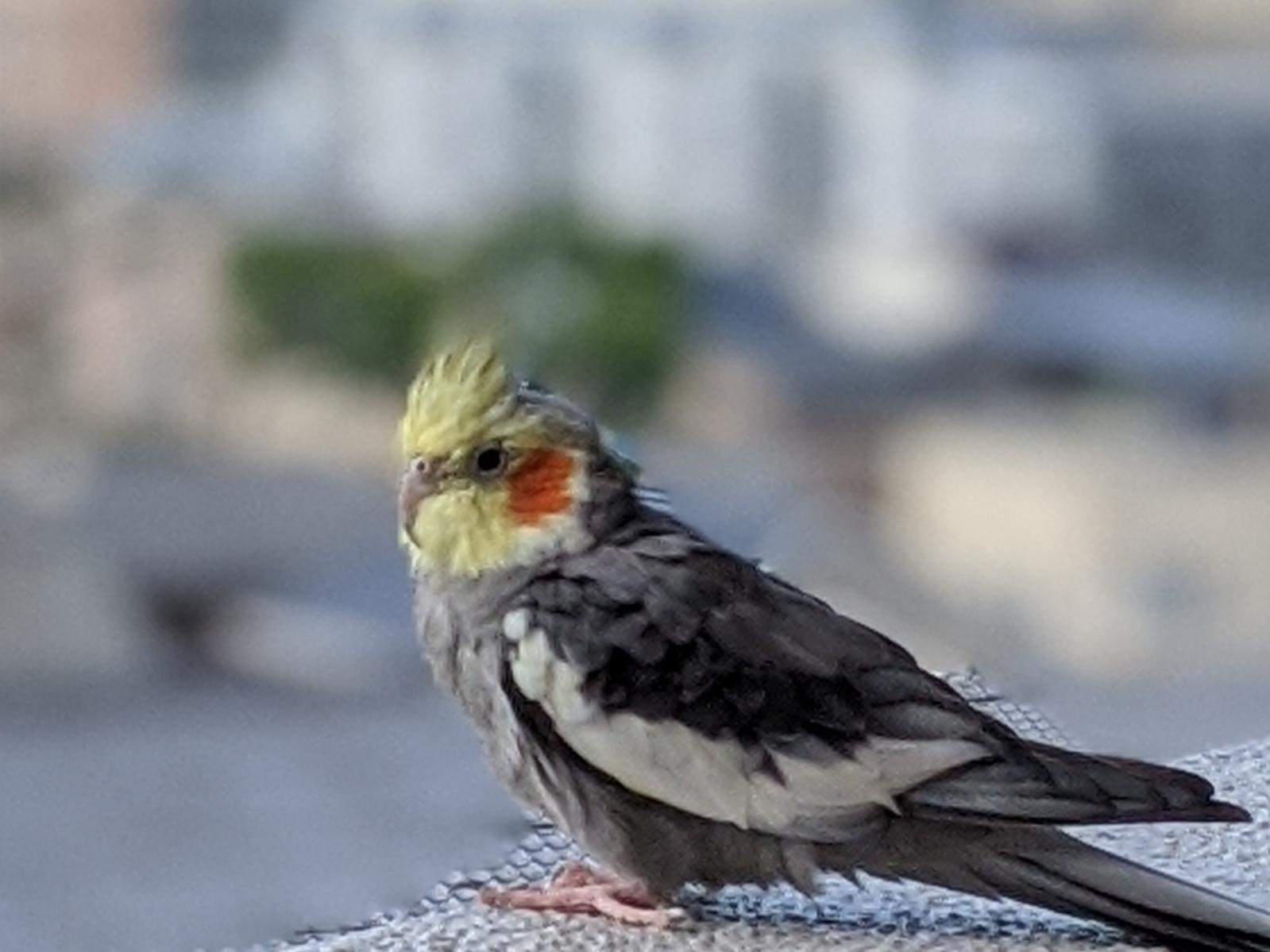 保護された鳥 保護された鳥