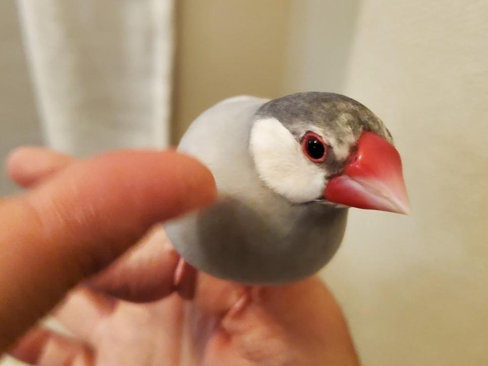 モッチーちゃん モッチーちゃん