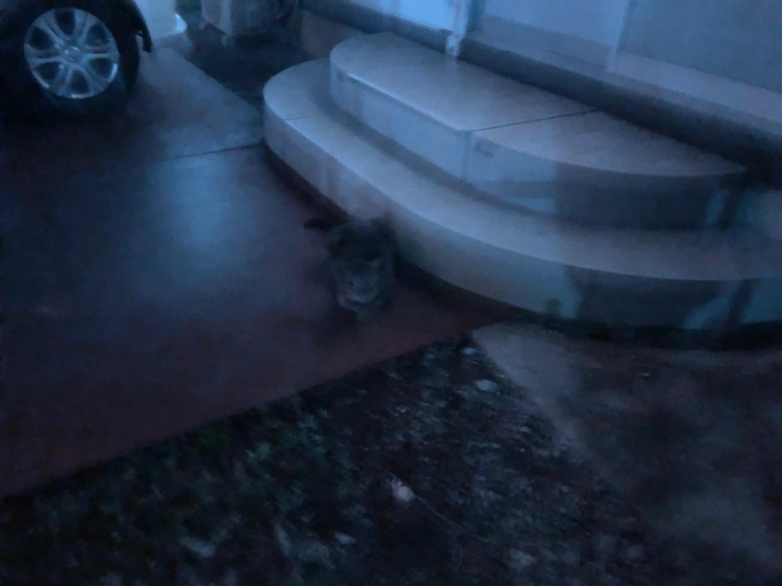 目撃された猫 目撃された猫