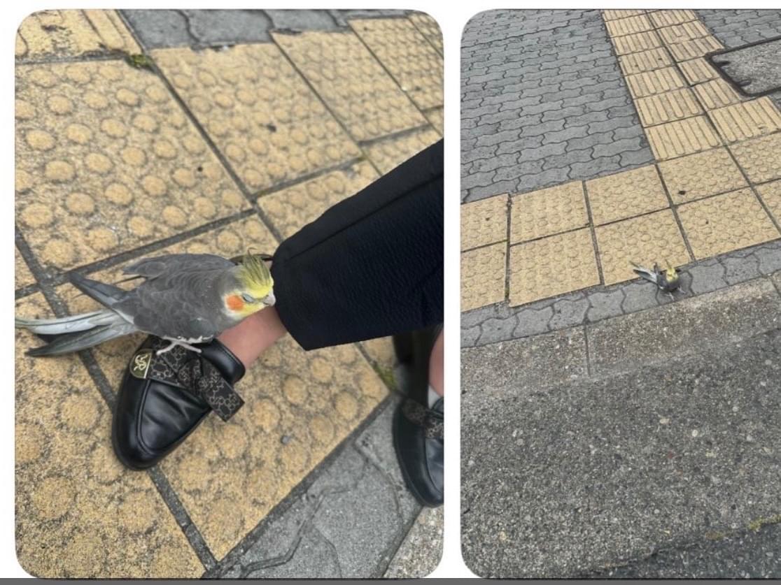 保護された鳥 保護された鳥