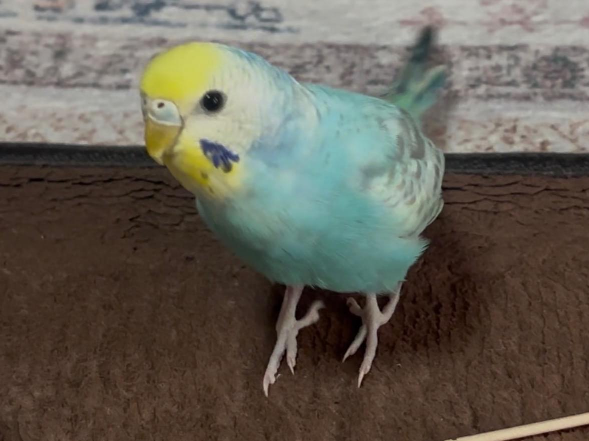 あおちゃん