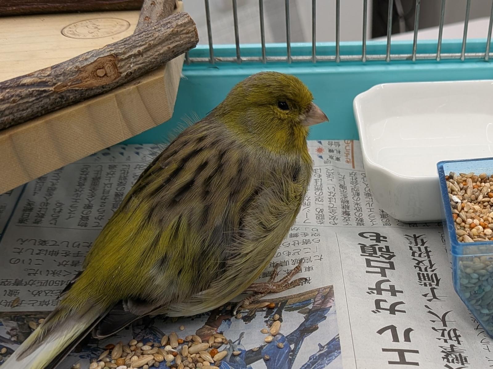 保護された鳥 保護された鳥