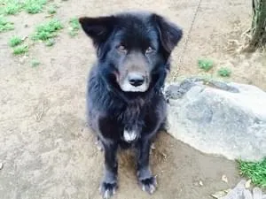 全国の迷子の犬 681件