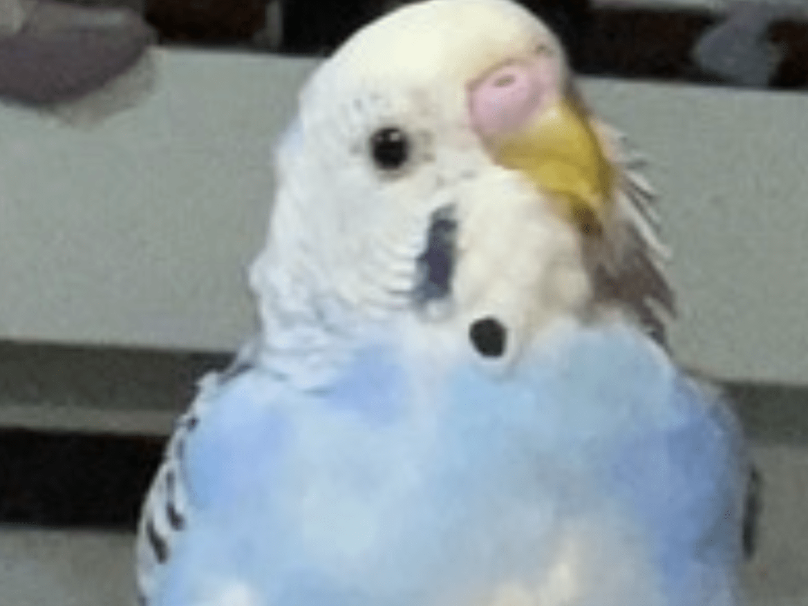 ぴーちゃん ぴーちゃん