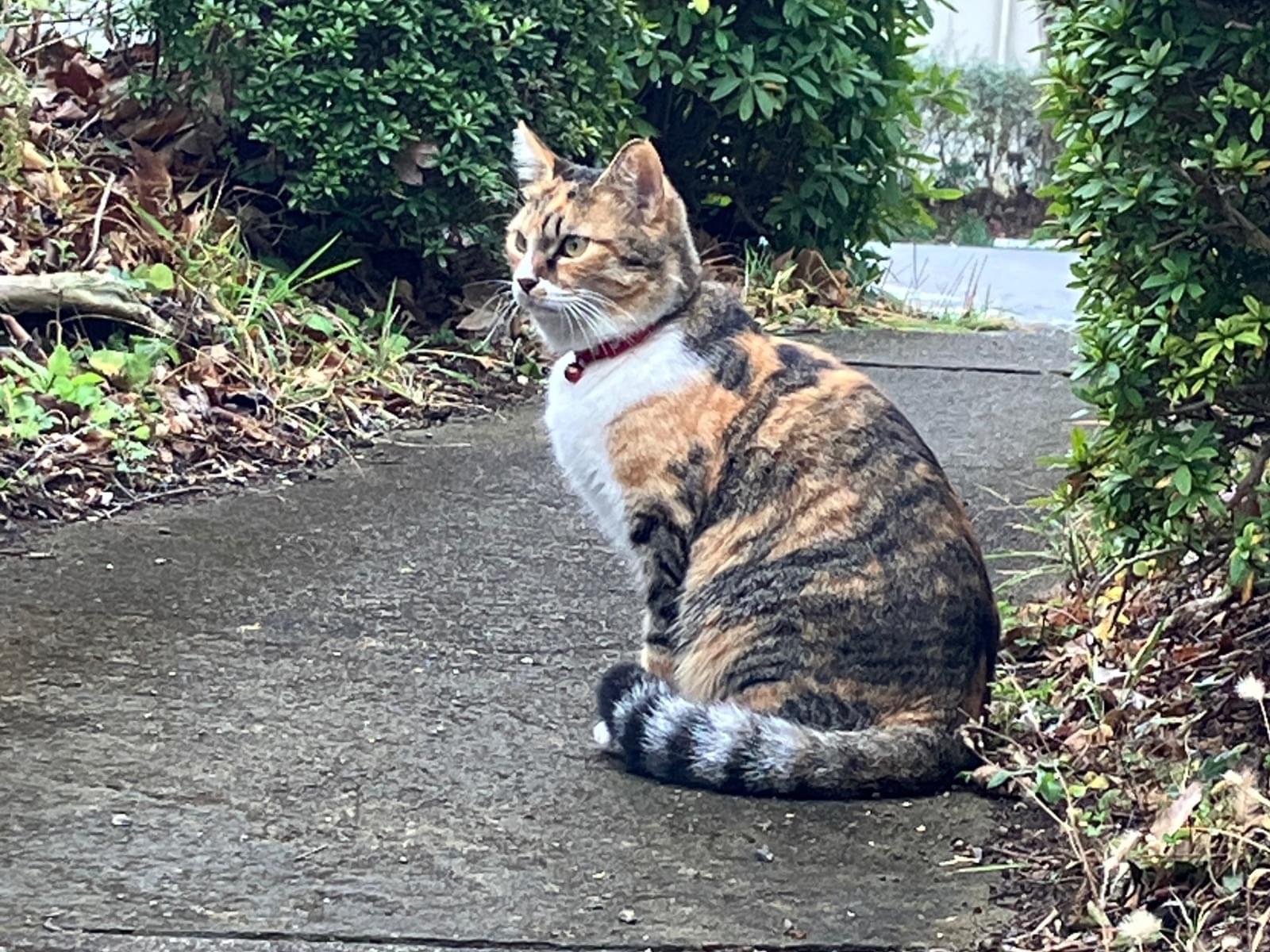 目撃された猫 目撃された猫