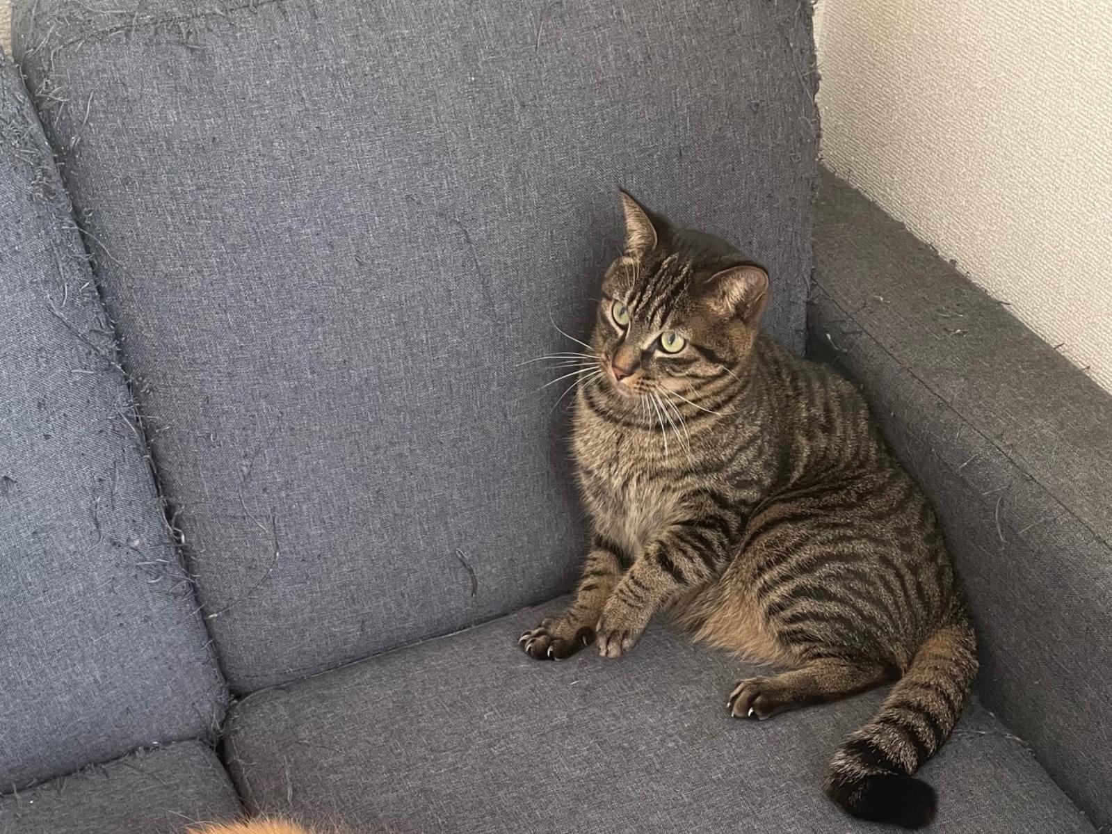 あずきちゃん