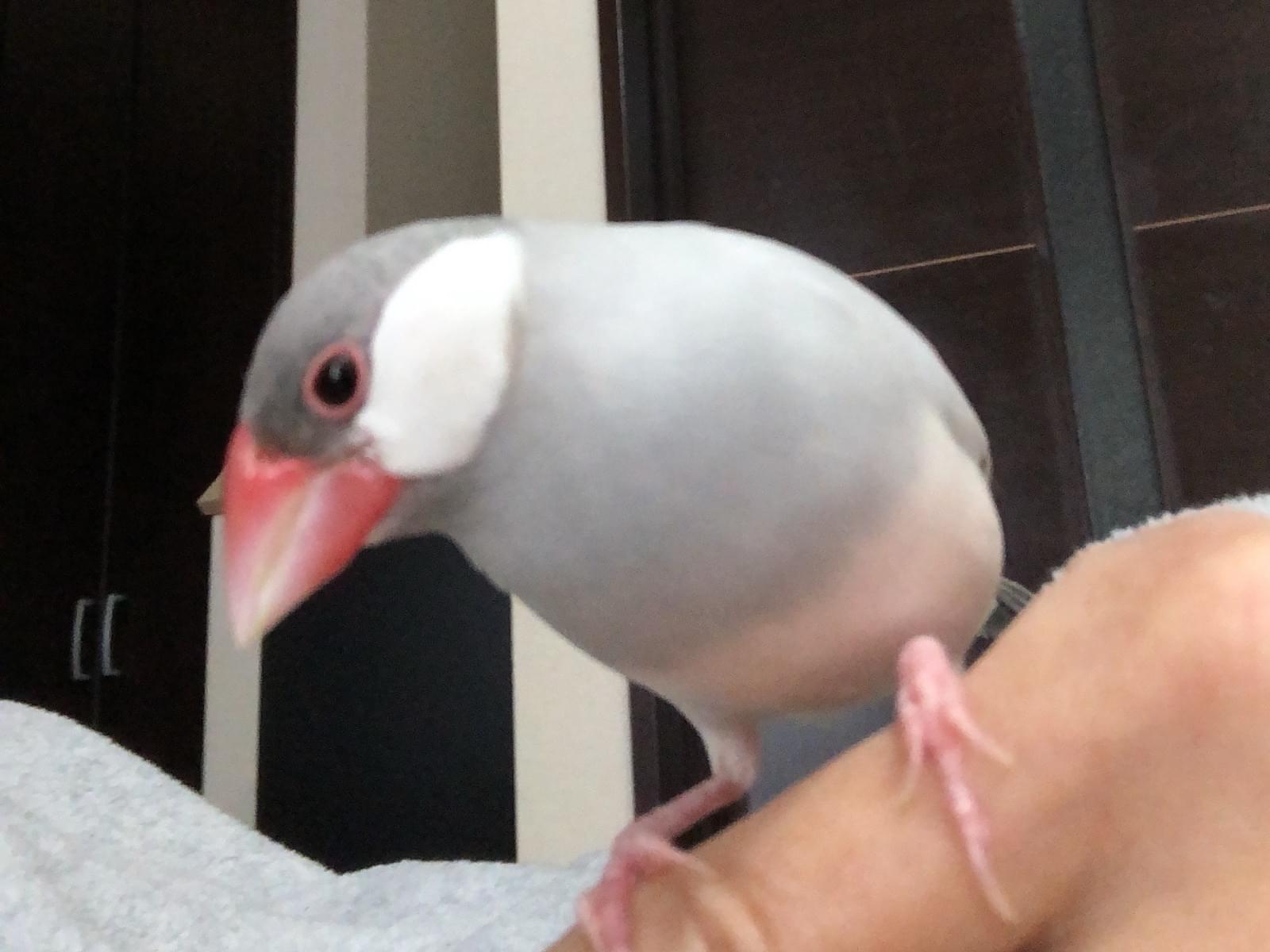 らいちちゃん らいちちゃん