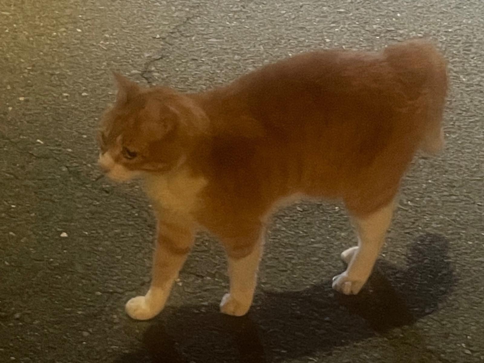 目撃された猫 目撃された猫