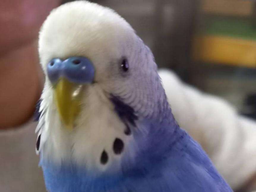 ぴよちゃん ぴよちゃん