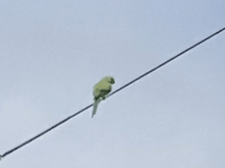 目撃された鳥 目撃された鳥