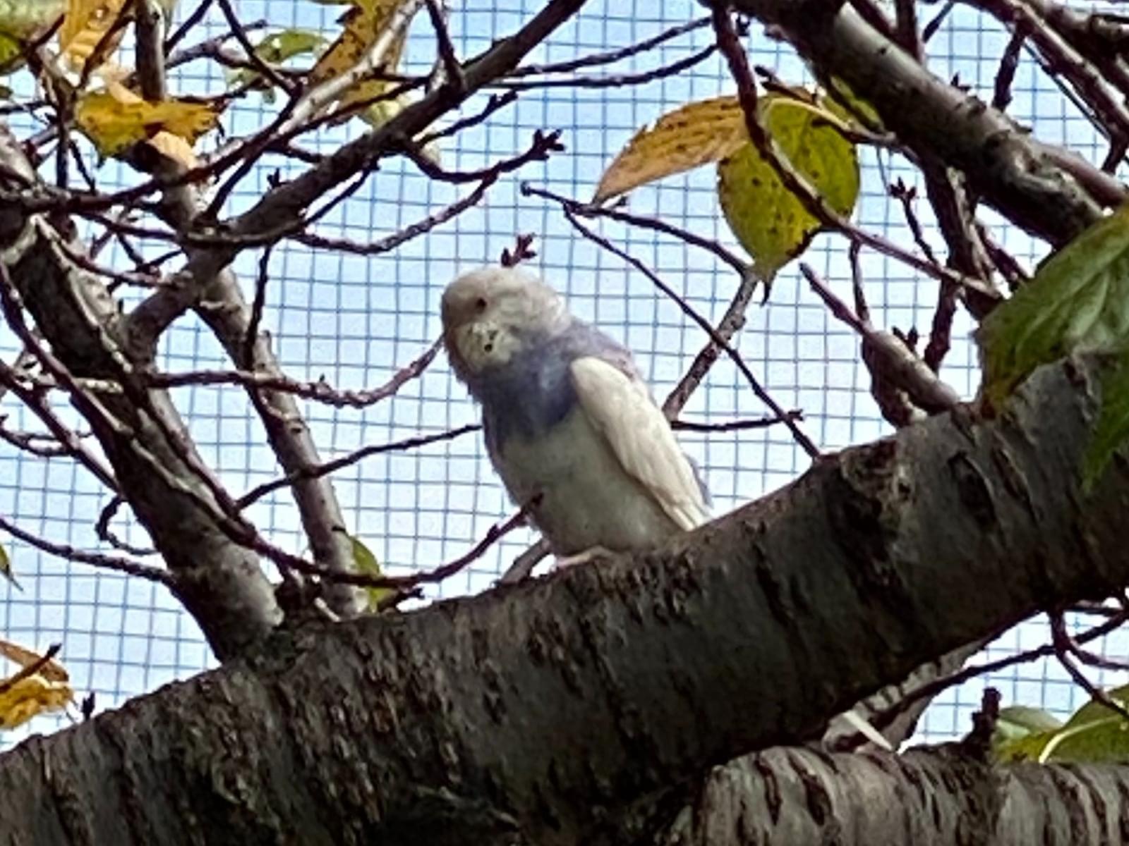 目撃された鳥 目撃された鳥
