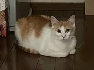 左耳桜カットの茶白メス猫を探してます