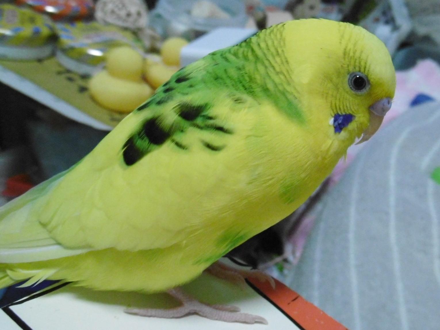 みこちゃん みこちゃん