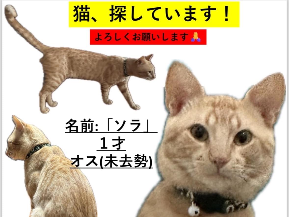 ソラちゃん ソラちゃん