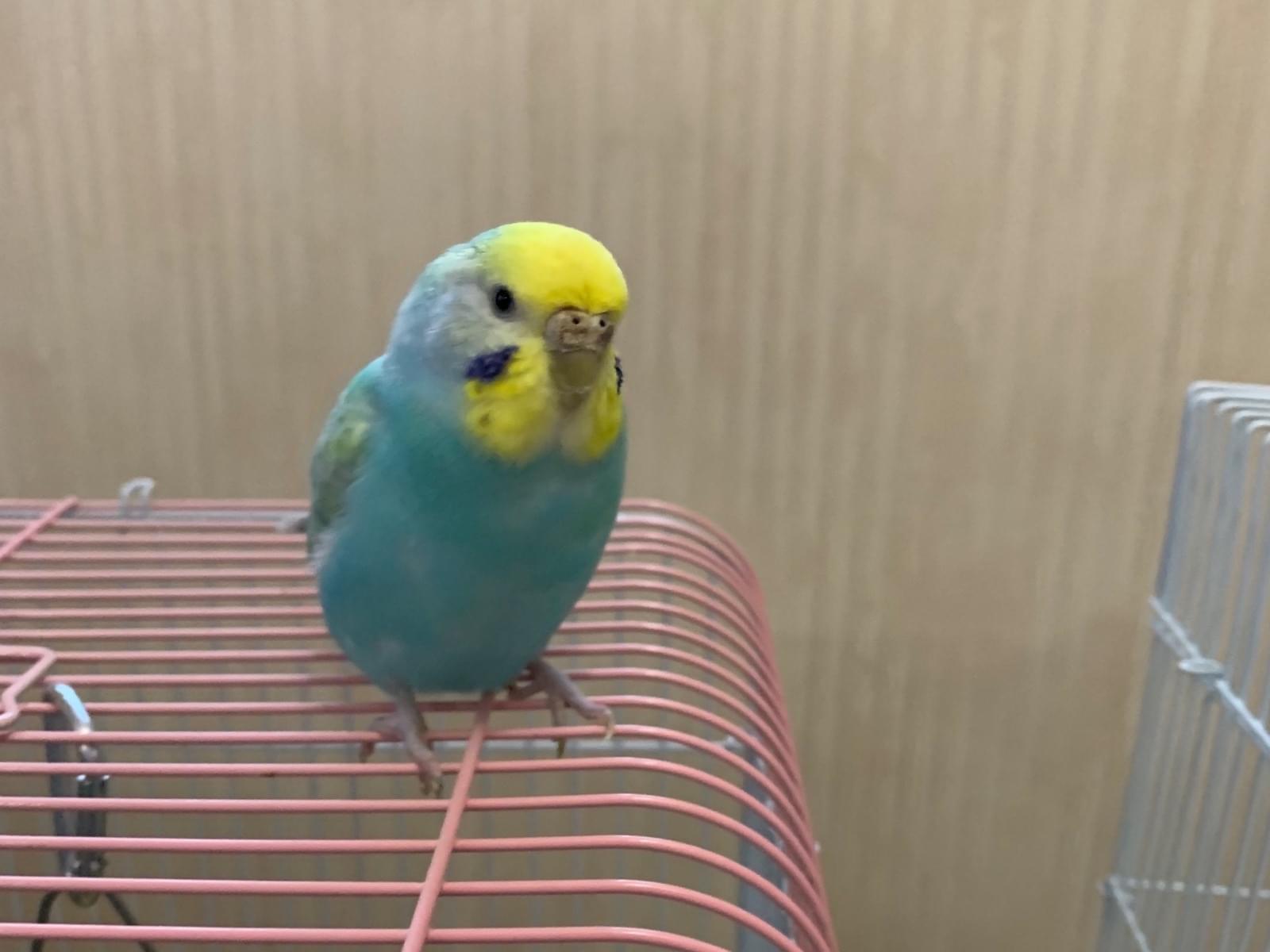 保護された鳥 保護された鳥