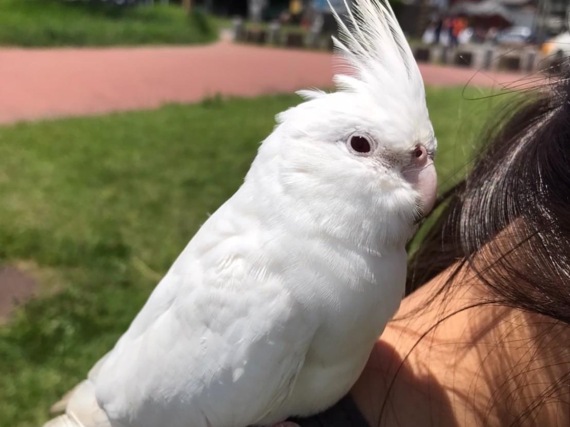 保護された鳥 保護された鳥