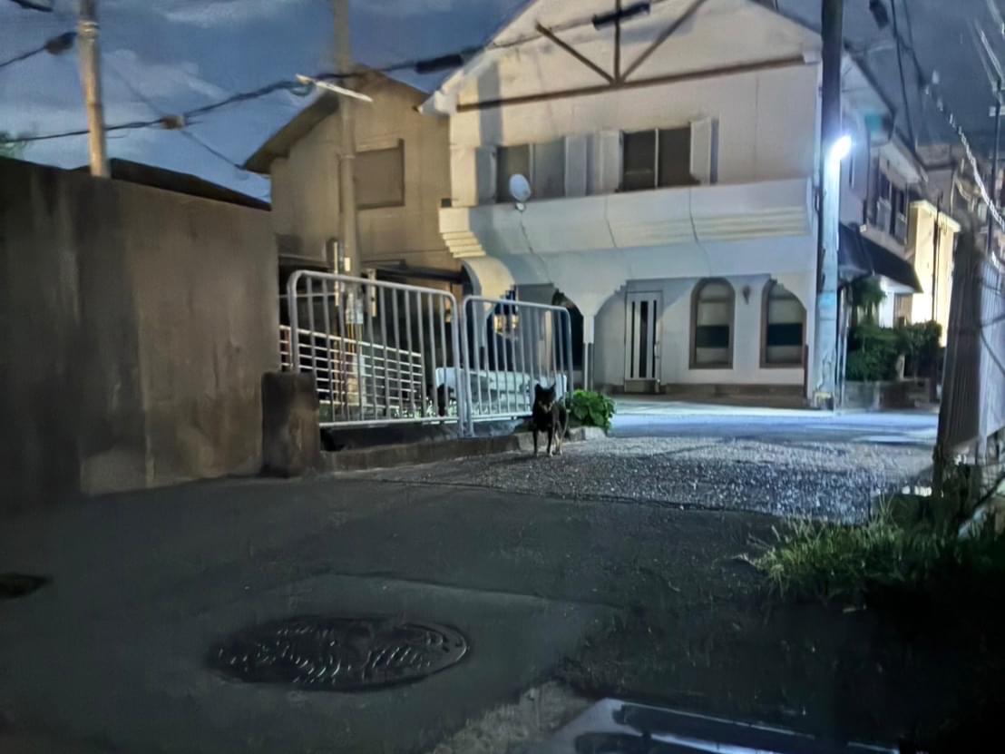 目撃された犬 目撃された犬