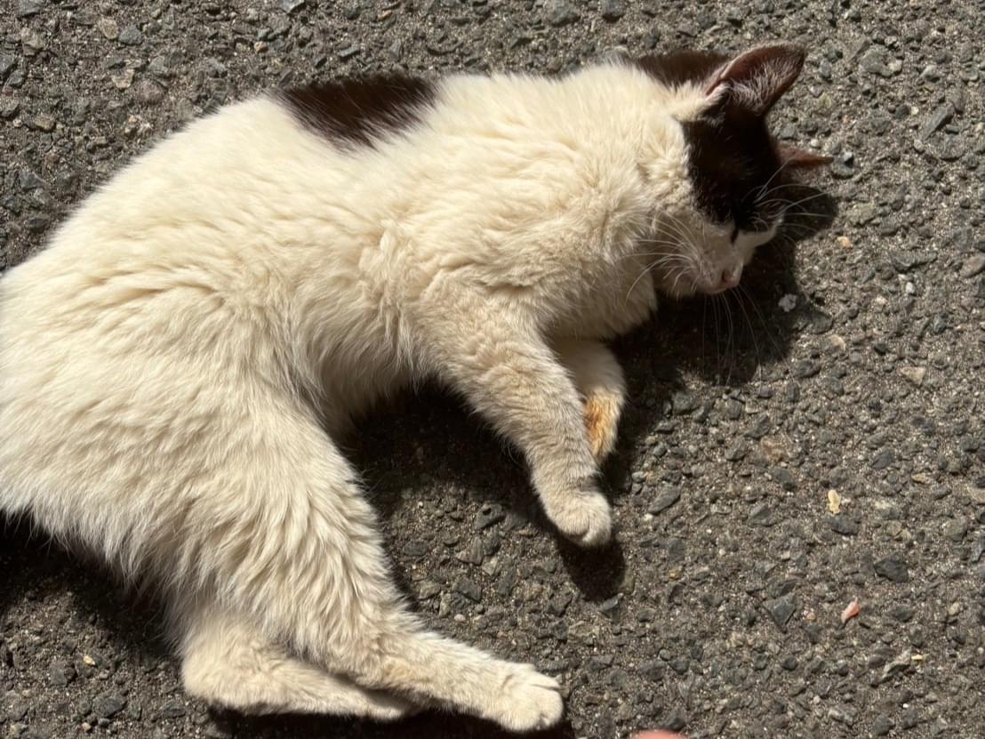 目撃された猫