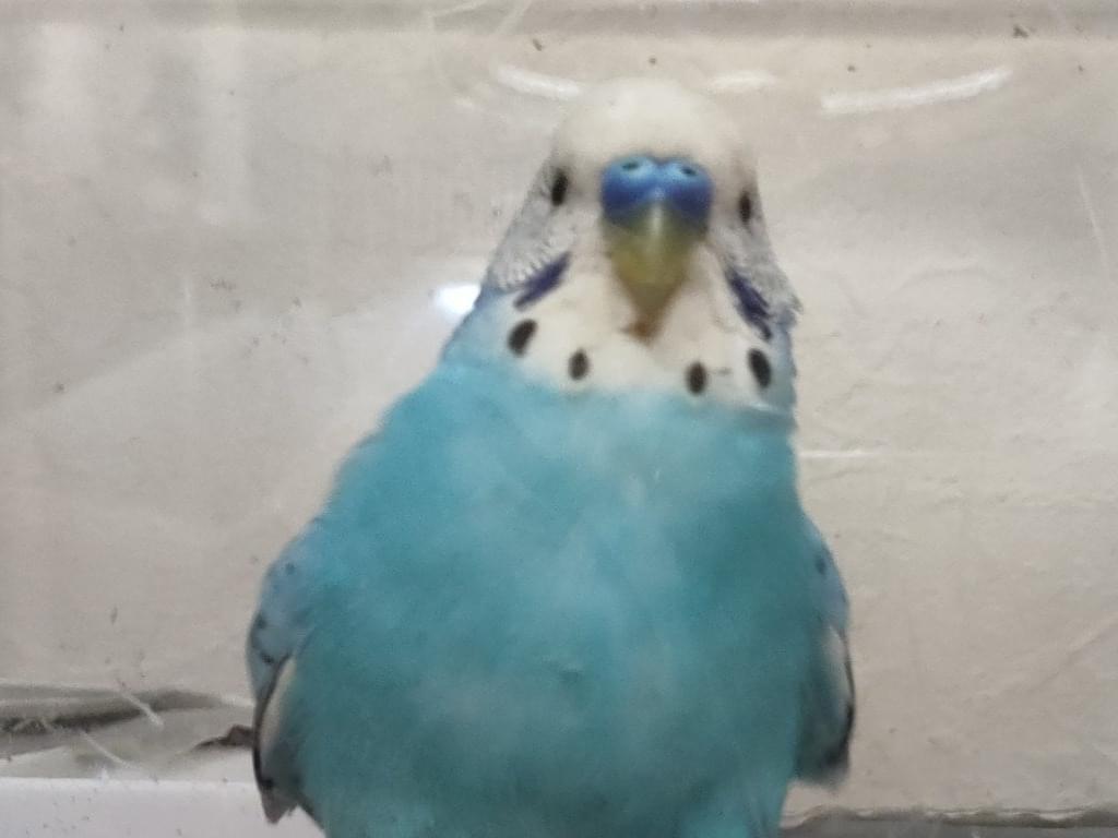 保護された鳥 保護された鳥
