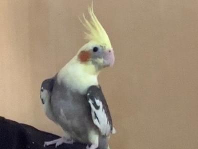 ピーちゃん ピーちゃん