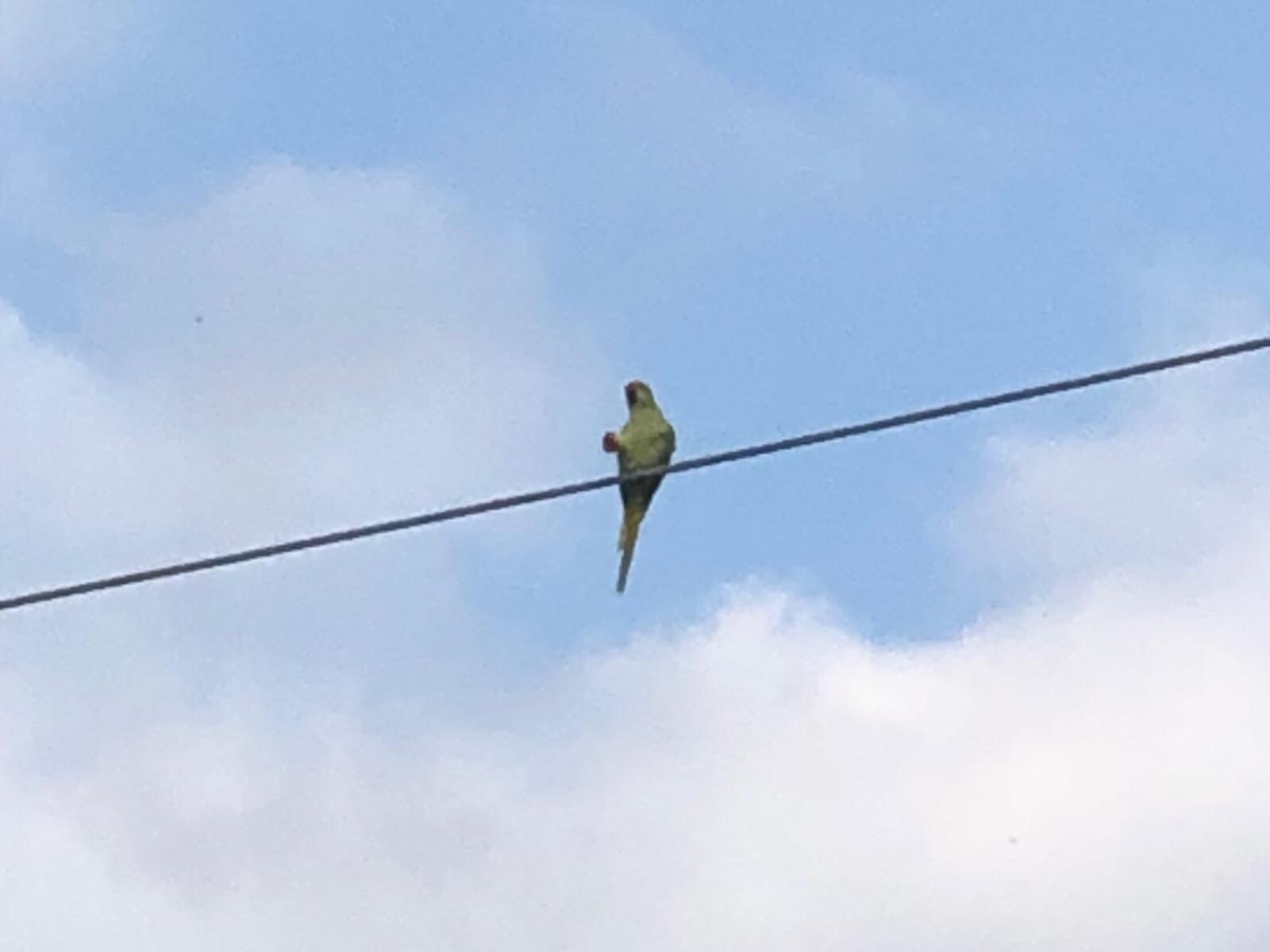 目撃された鳥 目撃された鳥