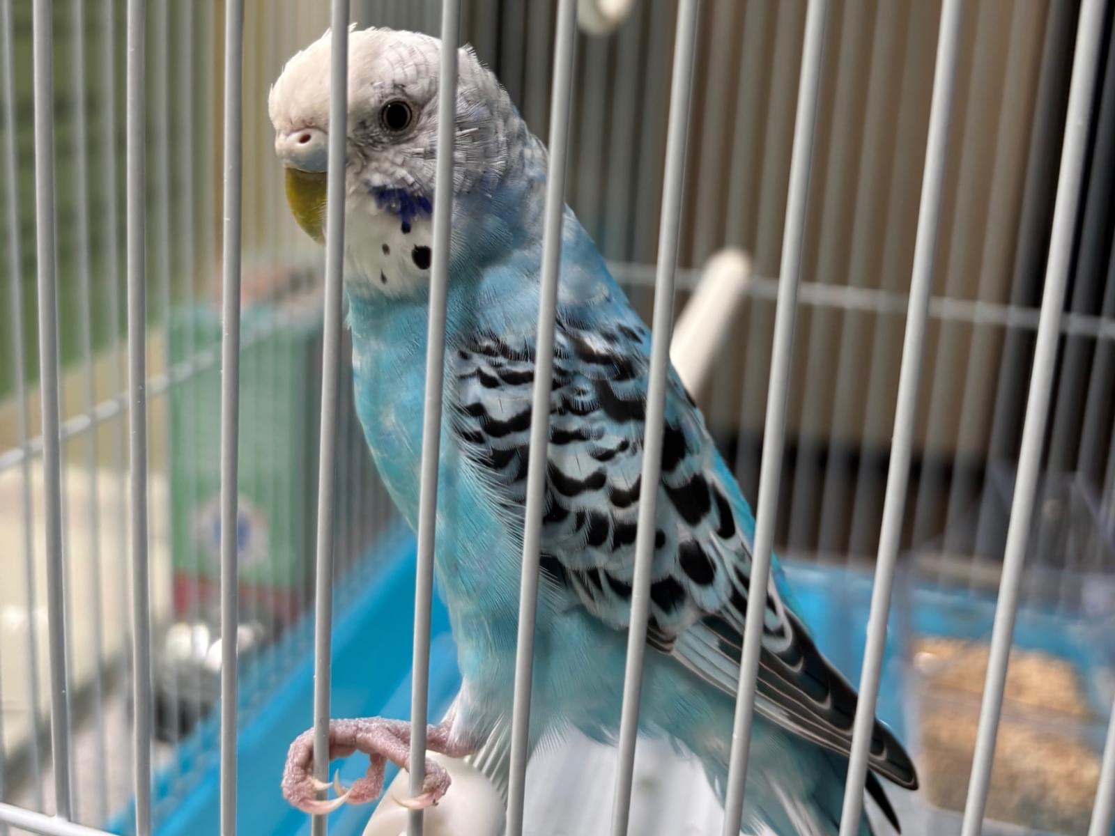 保護された鳥 保護された鳥