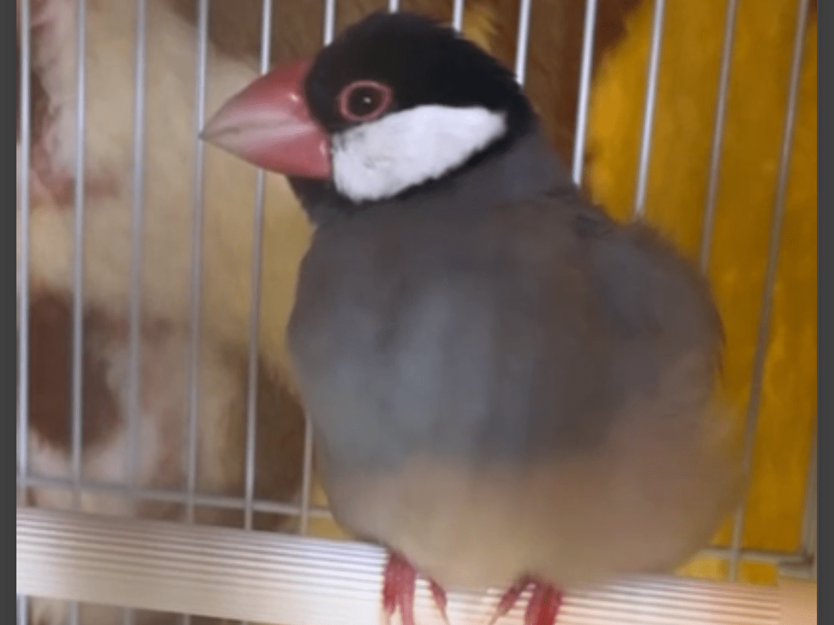 保護された鳥 保護された鳥