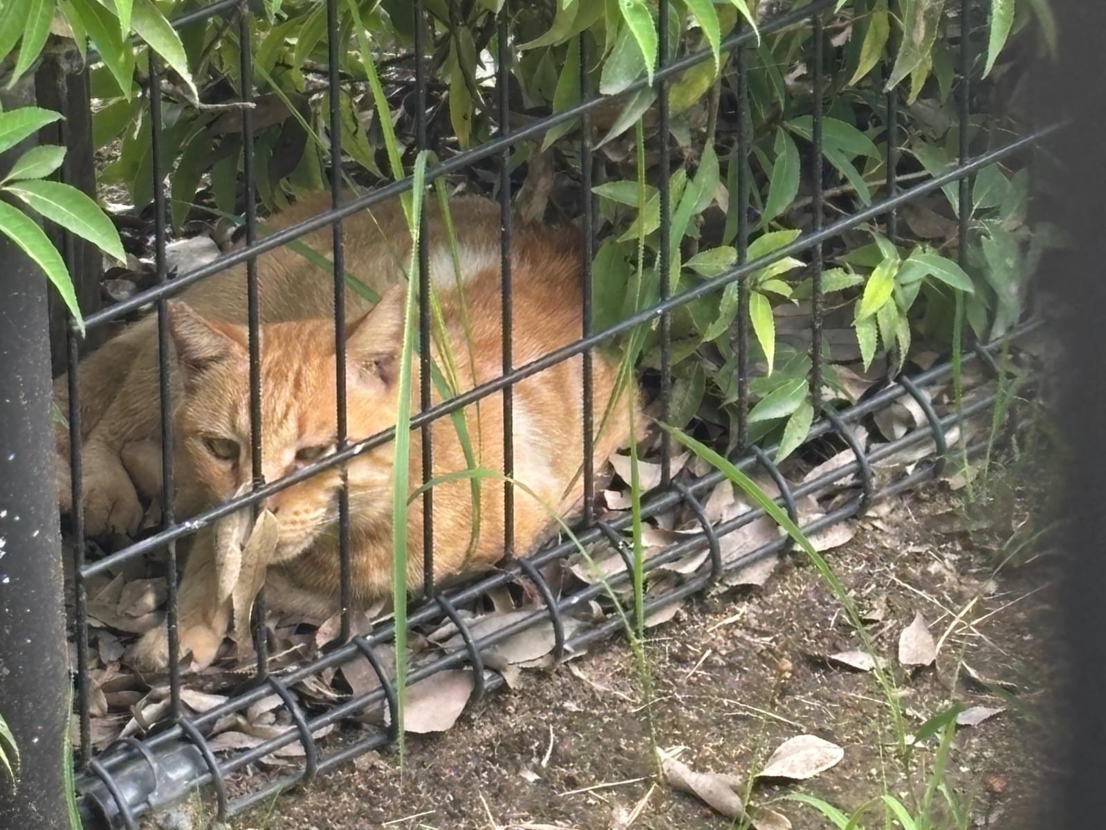 目撃された猫