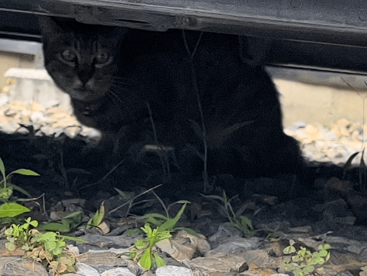 目撃された猫 目撃された猫