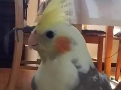 ソラちゃん ソラちゃん