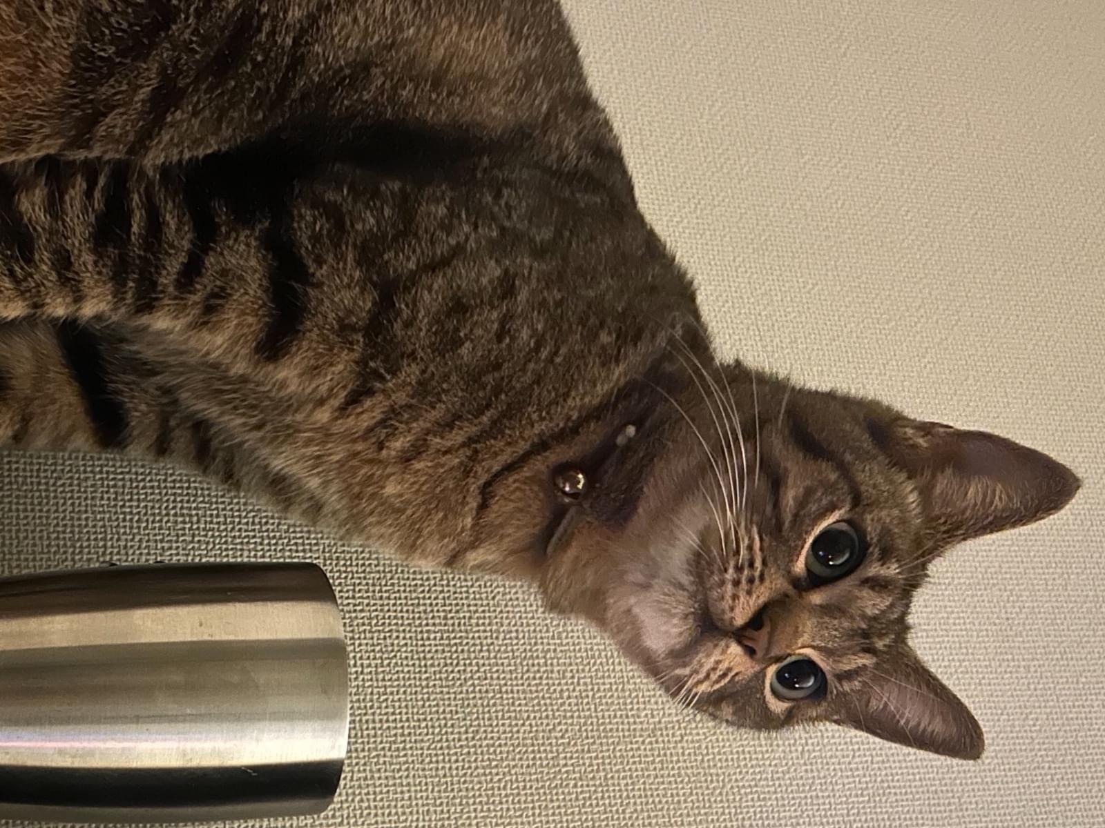 ちちちゃん