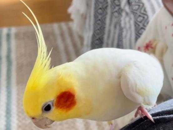 ユラちゃん ユラちゃん