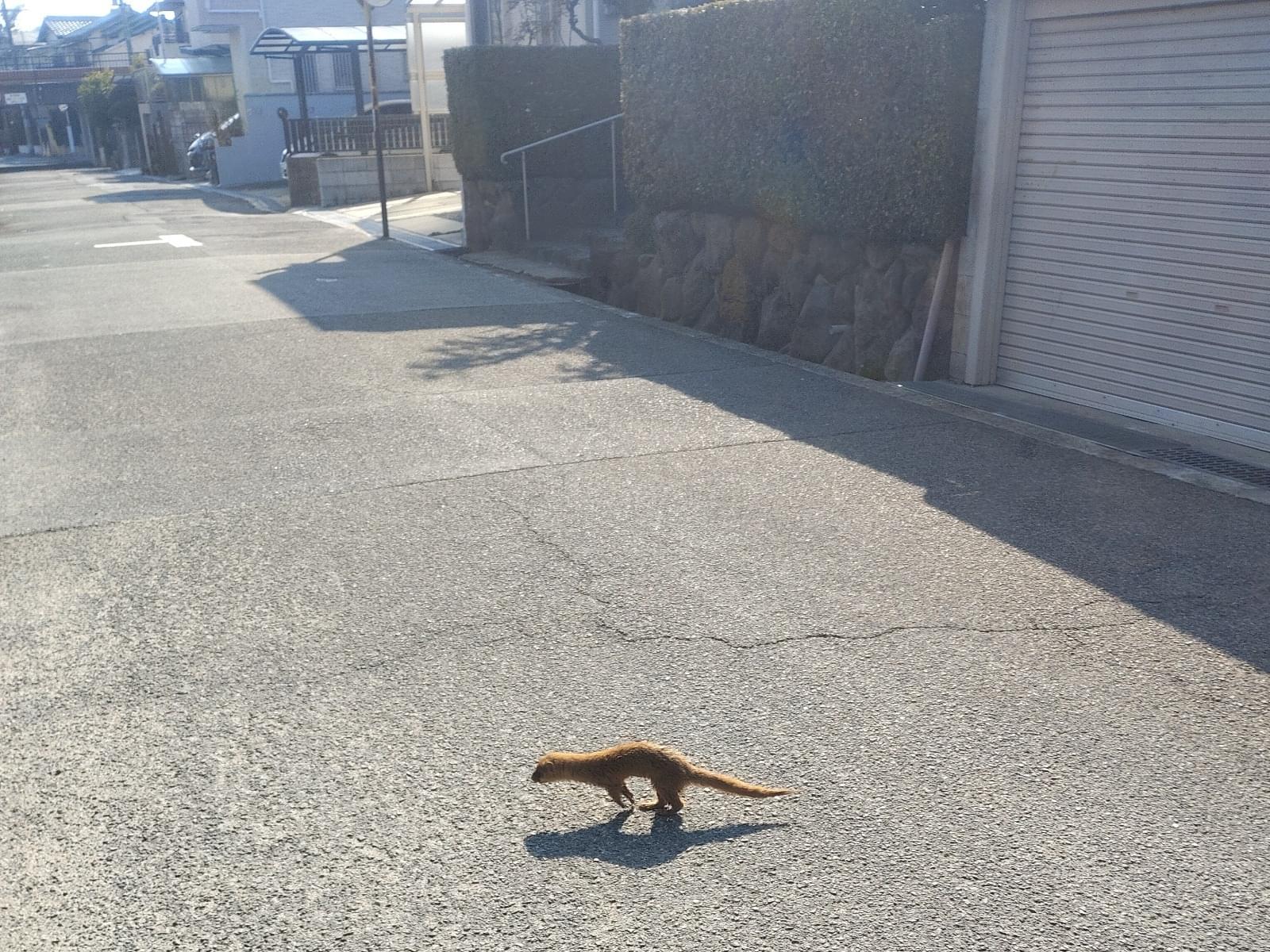 目撃されたペット