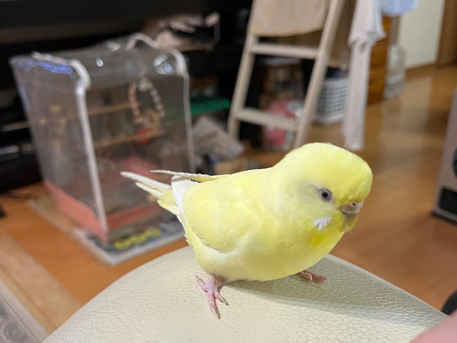 きーちゃん きーちゃん