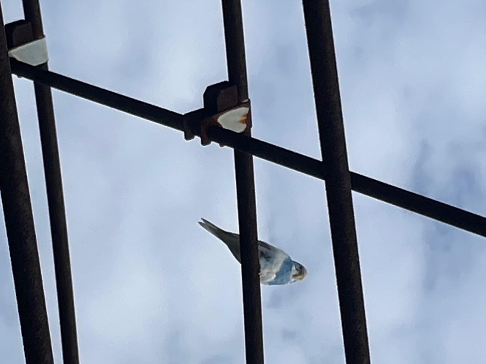 目撃された鳥 目撃された鳥