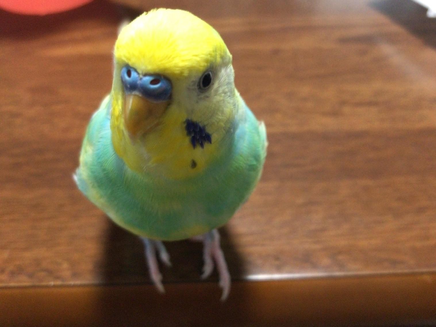 はるちゃん はるちゃん