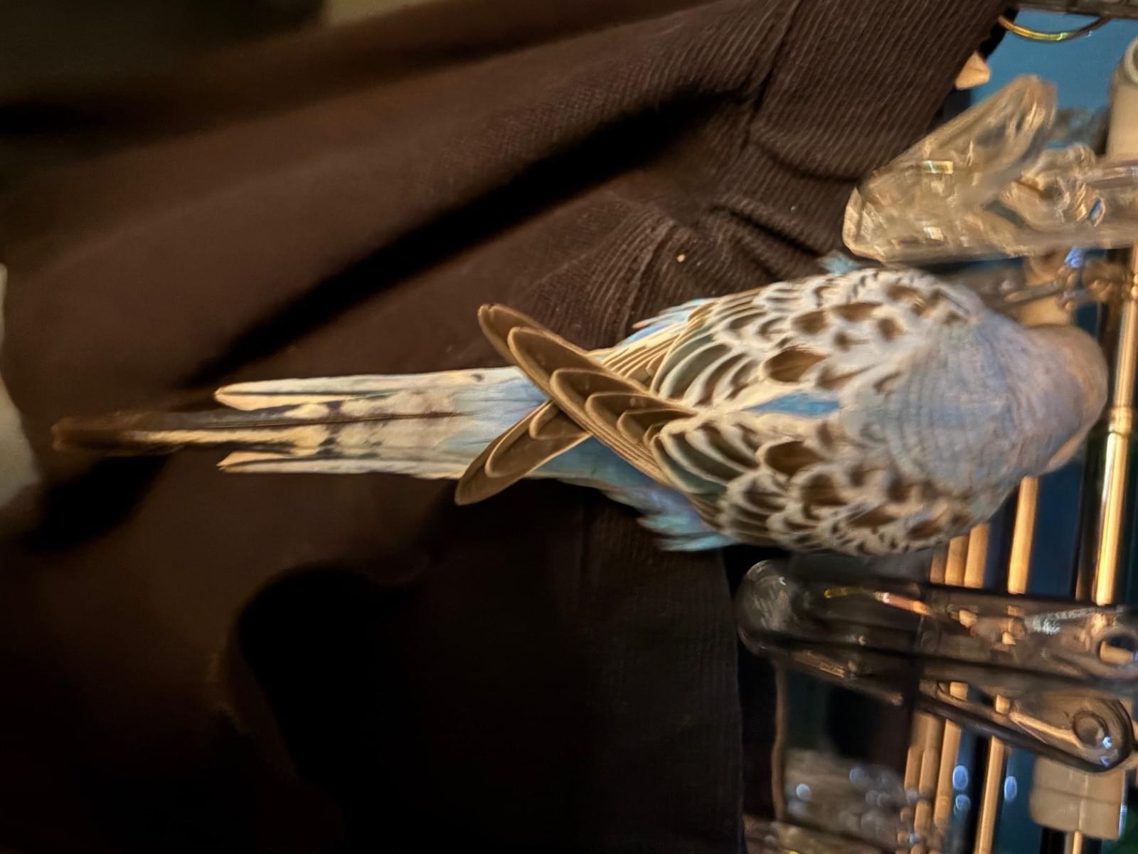 目撃された鳥 目撃された鳥