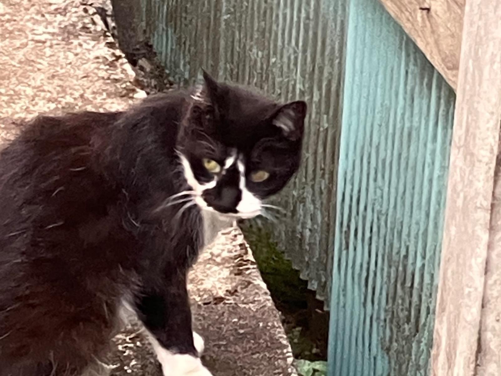 目撃された猫 目撃された猫