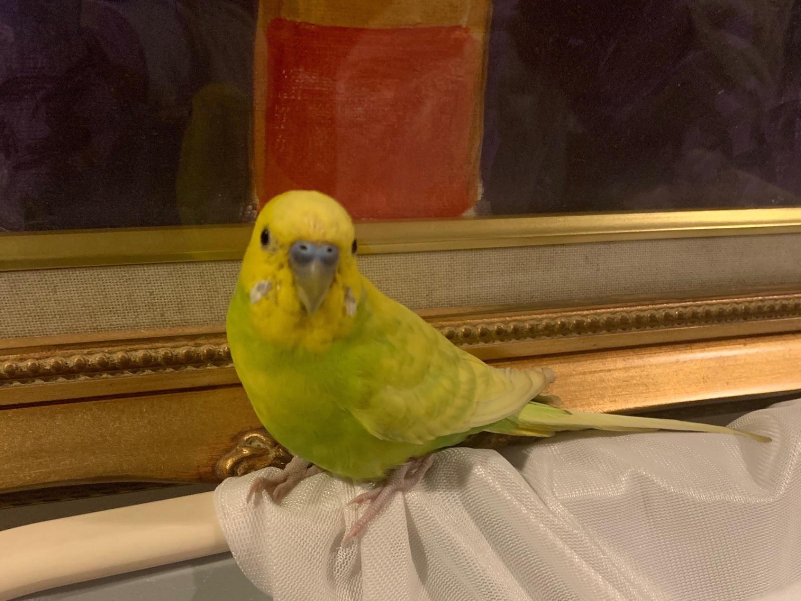 保護された鳥 保護された鳥