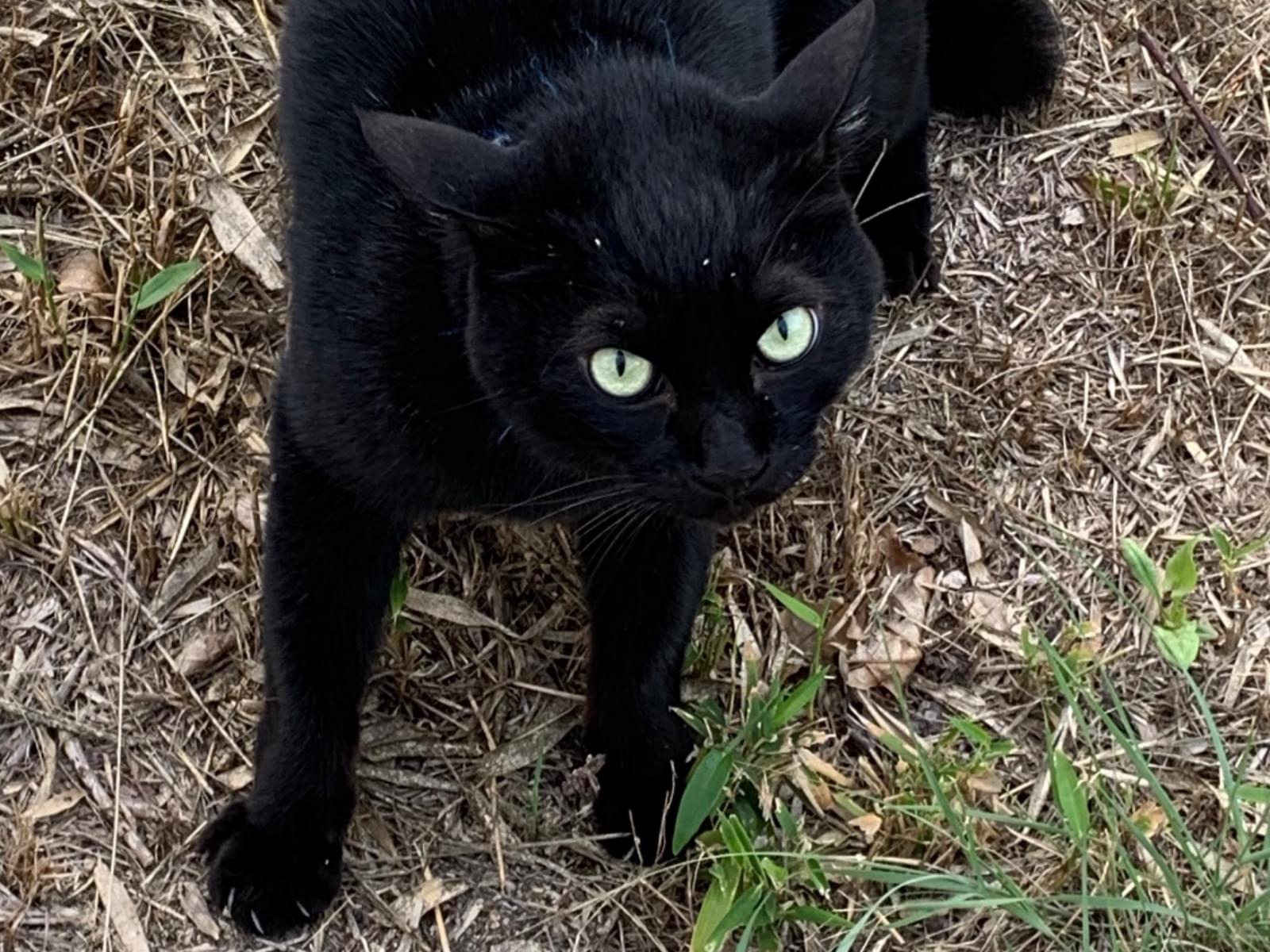 目撃された猫 目撃された猫