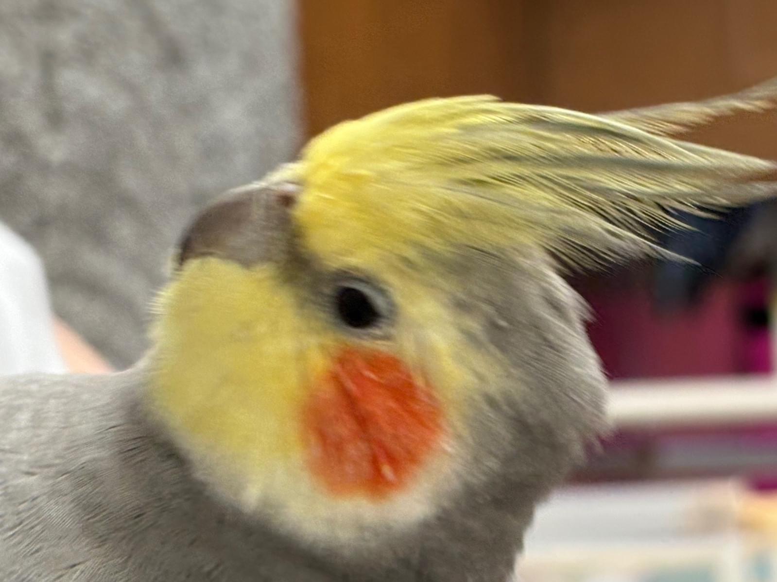だいずちゃん だいずちゃん