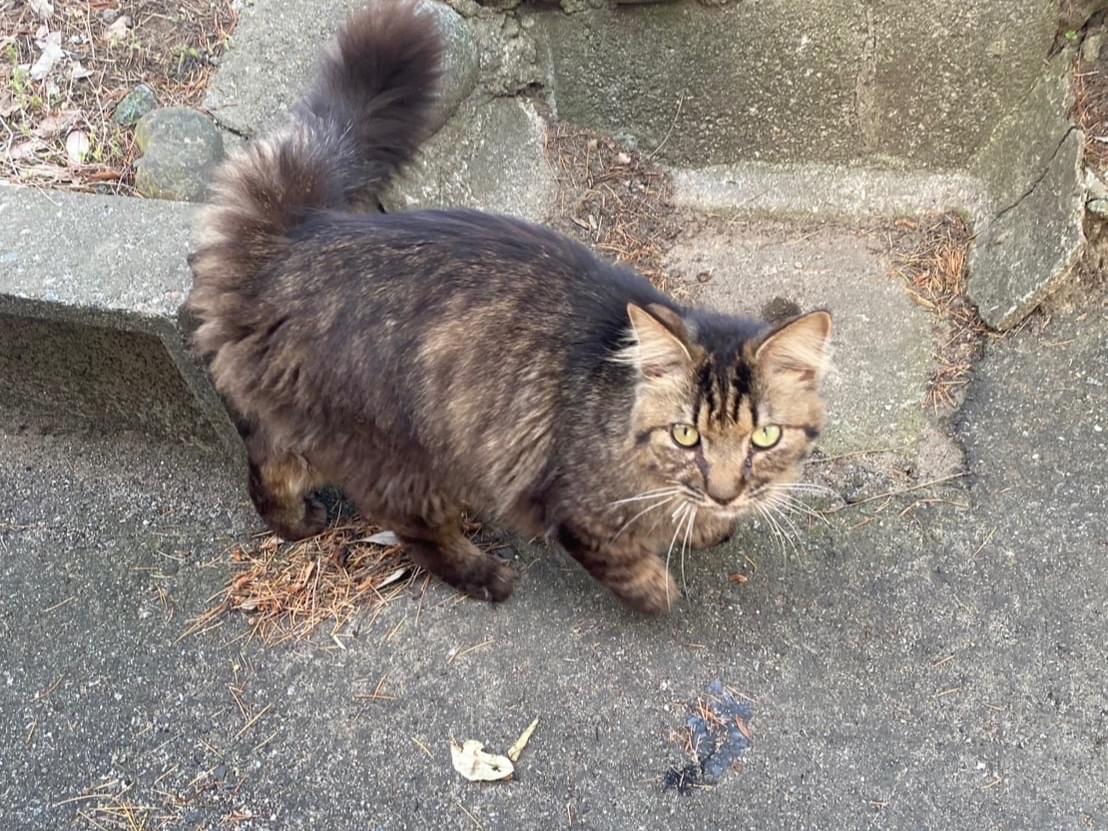 目撃された猫 目撃された猫