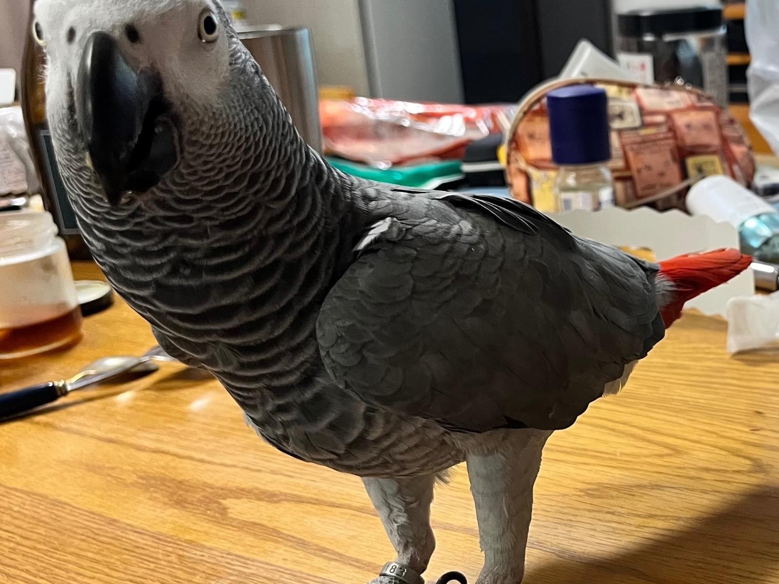 コブちゃん コブちゃん