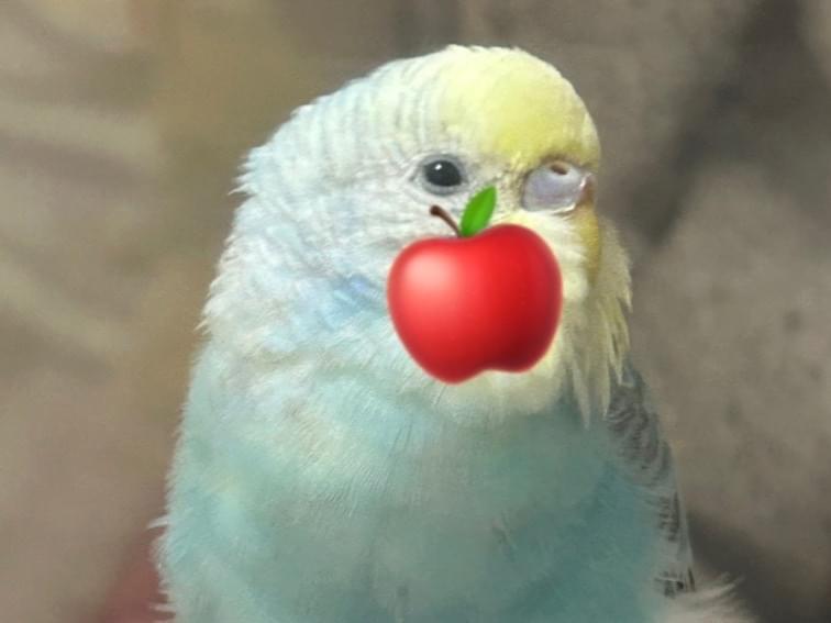保護された鳥 保護された鳥