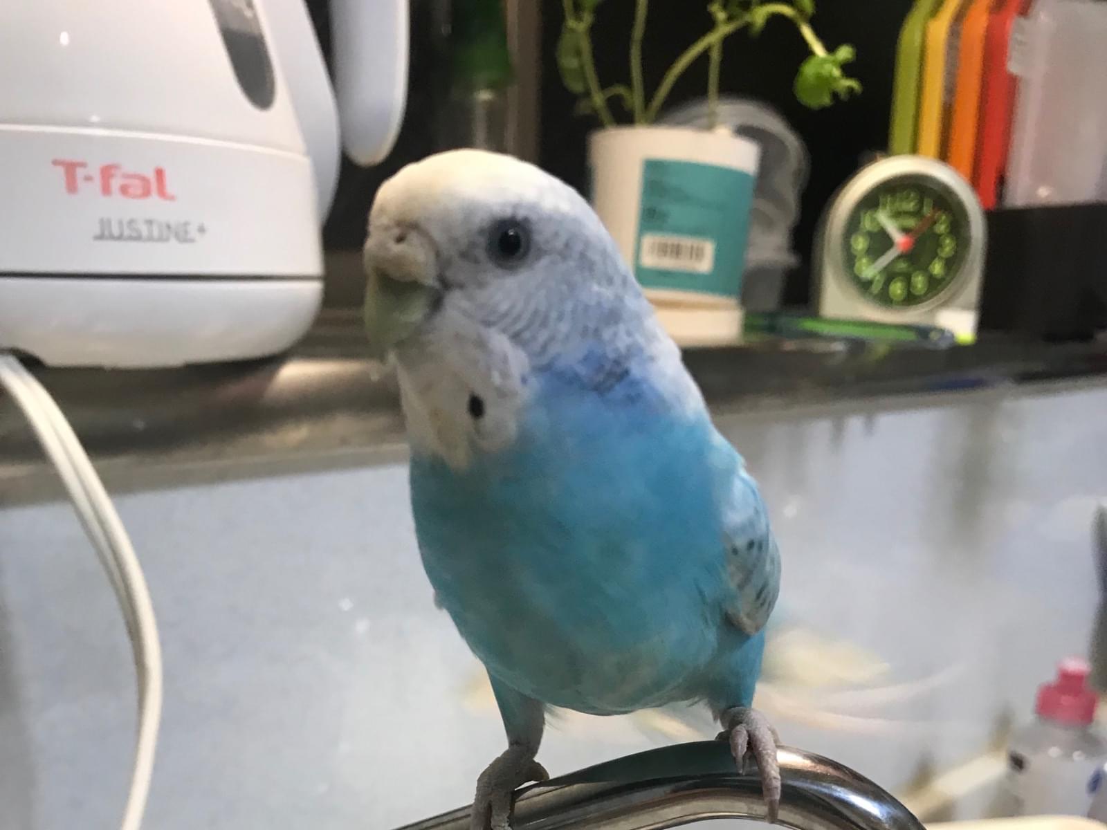 ラムネちゃん ラムネちゃん