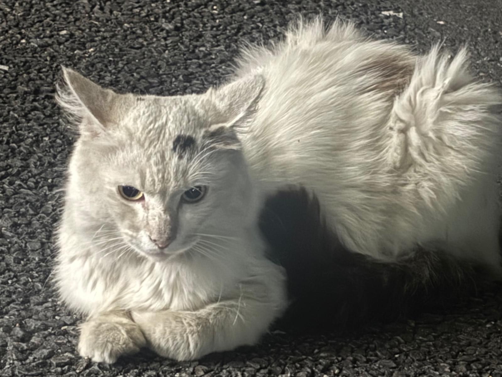 目撃された猫 目撃された猫